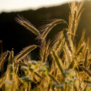 Makronæringsstoffer